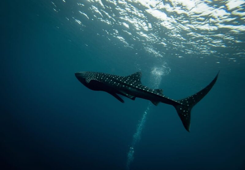 Oslob Cebu Whaleshark + Tumalog Waterfalls, From Cebu - Tour Experience