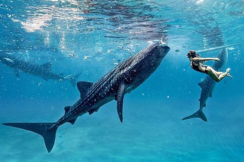 Oslob Cebu Whaleshark + Tumalog Waterfalls, From Cebu - Frequently Asked Questions