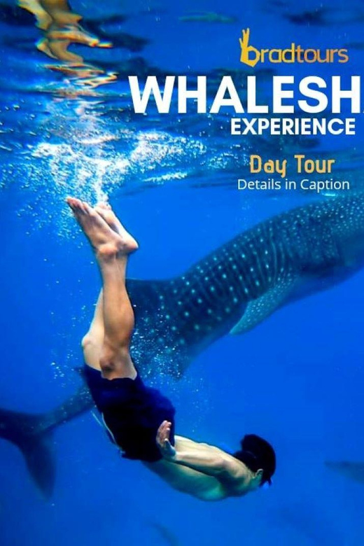 Oslob Cebu Whaleshark Watching Adventure - Key Points