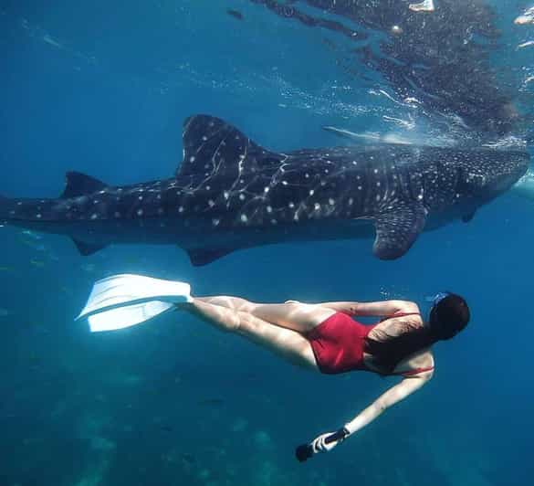 Oslob Cebu Whaleshark Watching Adventure - Frequently Asked Questions