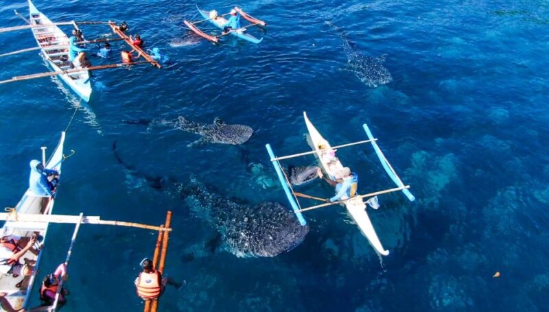 Oslob: Sumilon Sand Bar, Whale Sharks & Sardines Snorkeling - Key Points