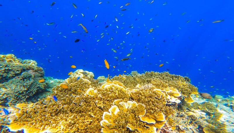 Oslob: Sumilon Sand Bar, Whale Sharks & Sardines Snorkeling - Detailed Itinerary