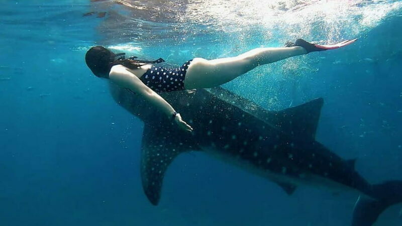 Oslob Whale Shark, Aguinid Falls & Moalboal Snorkeling - The Experience: Highlights and Practicalities