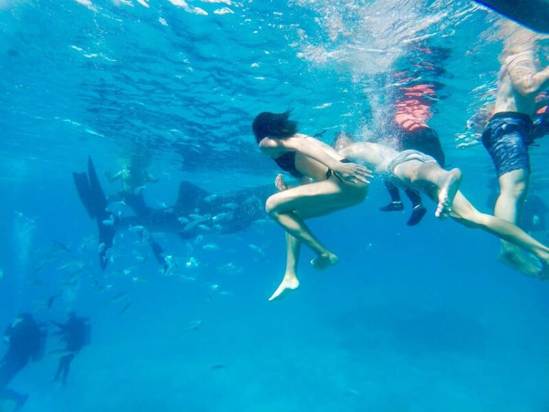 Oslob Whale Shark Direct - Key Points