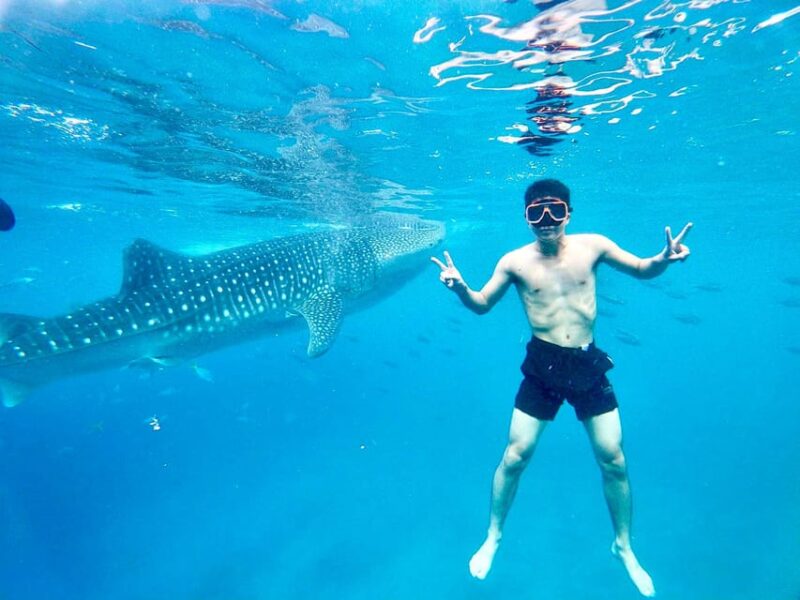 Oslob Whale Shark Direct - Important Information