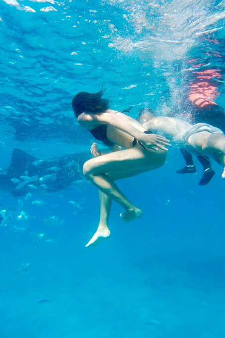 Oslob Whale Shark Direct - Swimming With Whale Sharks