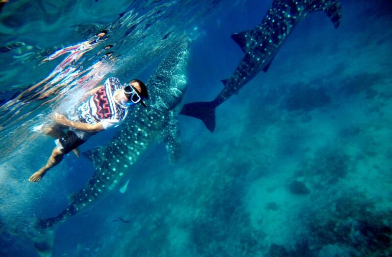 Oslob Whale Shark Encounter With Kawasan Canyoonering - Key Points