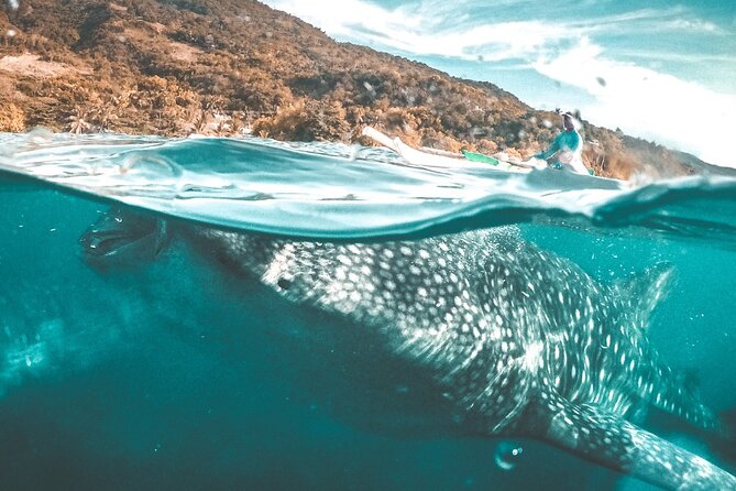 Oslob Whale Shark Group Tour With Sumilon Island & Tumalog Falls - Inclusions and Pricing