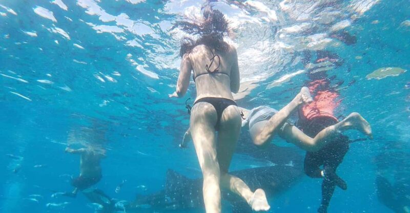 Oslob Whale Shark & Kawasan Canyoneering - Key Points