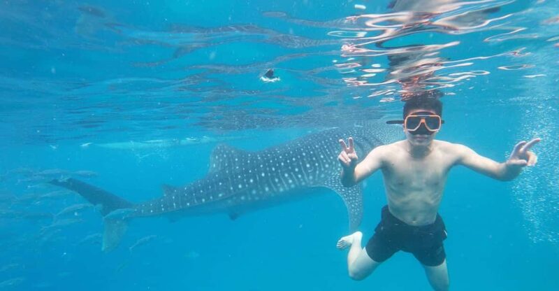 OSLOB WHALE SHARK & KAWASAN CANYONEERING - Wildlife Experience
