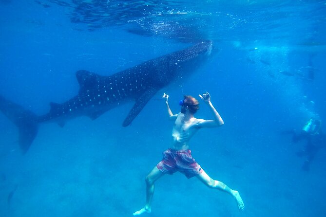 Oslob Whale Shark & Moalboal Sardines & Turtle Private Tour - Tour Overview