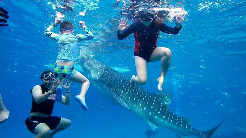 Oslob Whale Shark & Moalboal Snorkeling - Key Points
