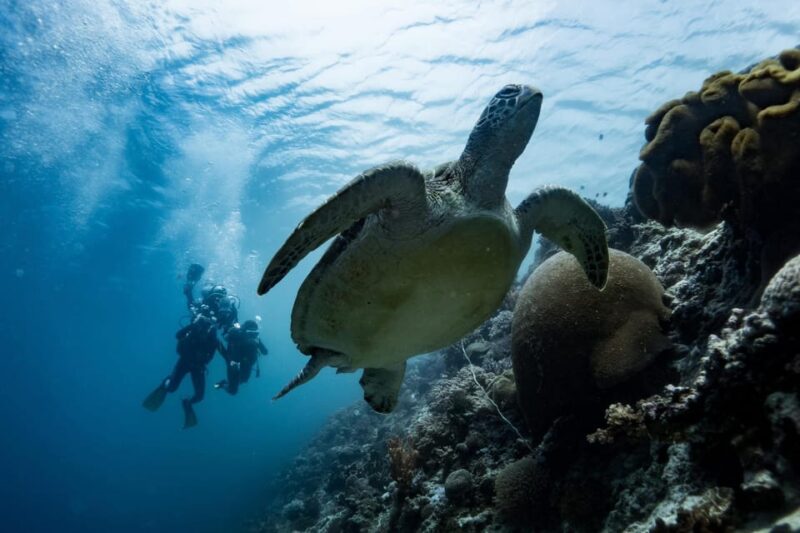 Oslob Whale Shark & Moalboal Snorkeling - Booking and Payment