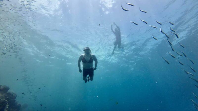 Oslob Whale Shark & Moalboal Snorkeling - Inclusions and Exclusions