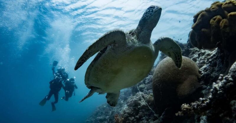 Oslob Whale Shark & Moalboal Snorkeling - Important Information
