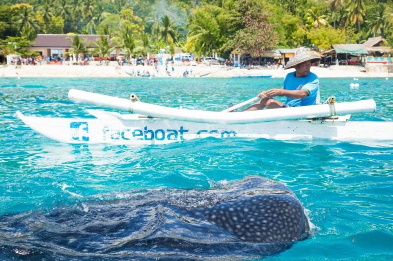 Oslob Whale Shark Snorkeling & Island Hopping to Sumilon - Inclusions and Amenities