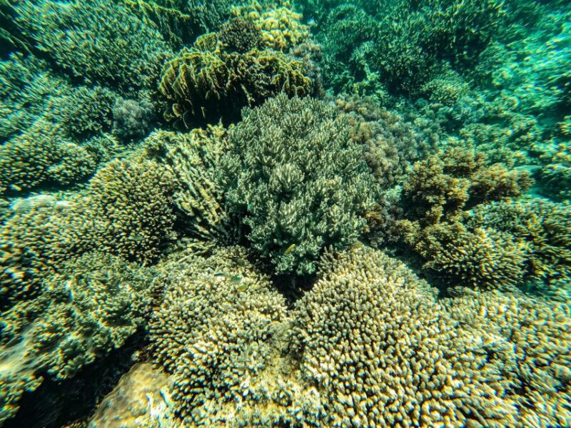 Oslob Whale Shark Snorkeling & Island Hopping to Sumilon - Important Information