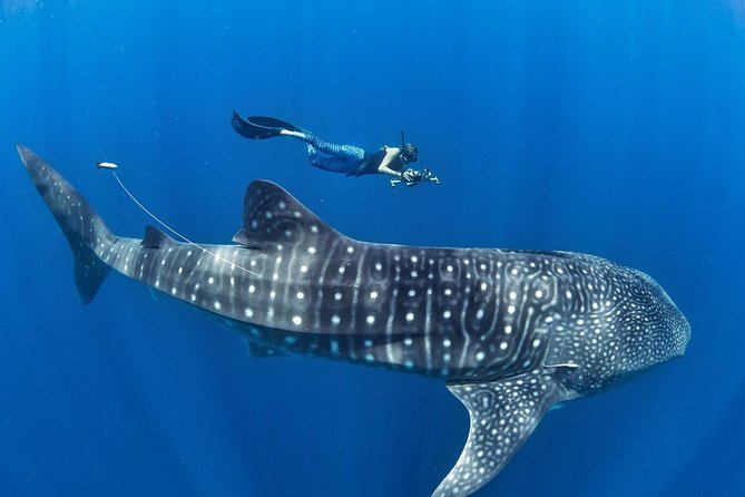 Oslob Whale Shark Snorkeling & Pescador & Sardine Run & Turtle - Key Points