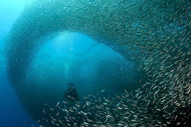 Oslob Whale Shark Snorkeling & Pescador & Sardine Run & Turtle - Tour Schedule and Requirements