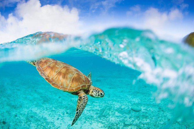 Oslob Whale Shark Snorkeling & Pescador & Sardine Run & Turtle - Customer Reviews and Feedback