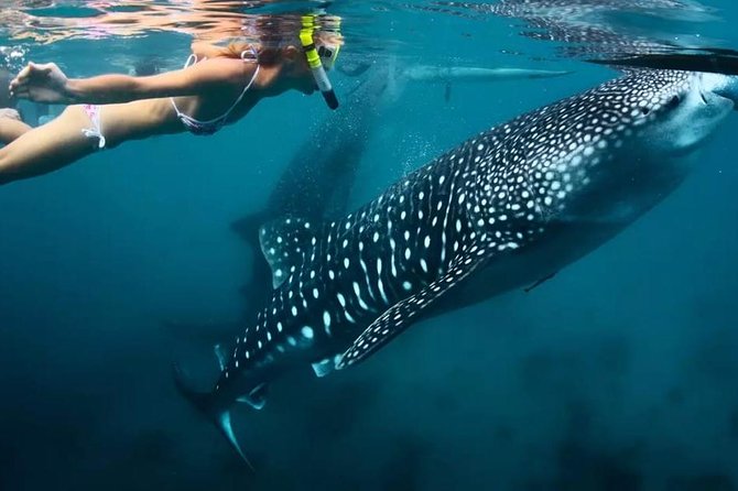 Oslob Whale Shark Swimming and Kawasan Falls Canyoneering - Location and Accessibility