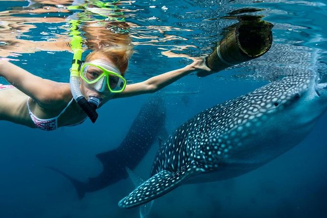 Oslob Whale Shark Swimming and Kawasan Falls Canyoneering - Highlights and Add-ons