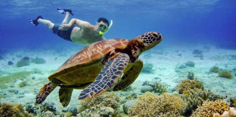 Oslob: Whale Shark Swimming, Tumalog Falls, Sumilon Sandbar - Important Notes