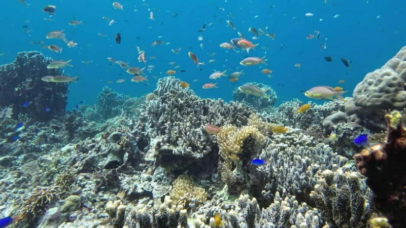 Oslob: Whale Shark Tour with Sumilon & Moalboal Snorkeling - The Sum Up
