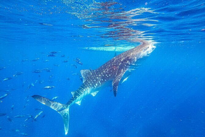 Oslob Whale Shark & Tumalog Waterfalls & Sumilon Sandbar - Key Points