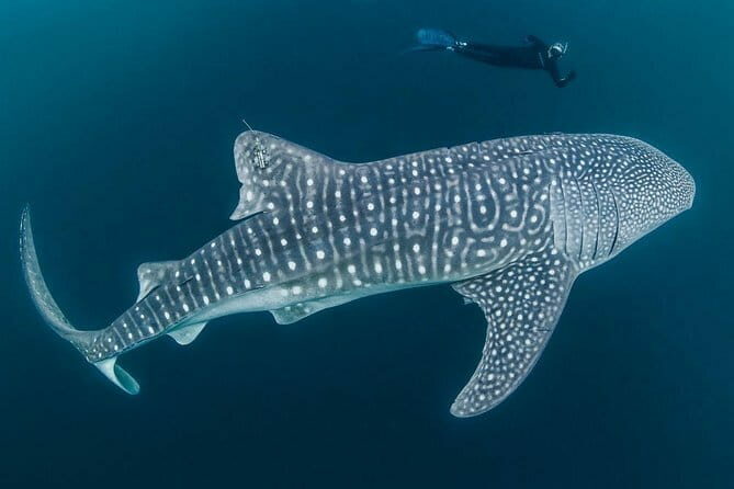 Oslob Whale Shark & Tumalog Waterfalls & Sumilon Sandbar - Who Will Love This Tour?