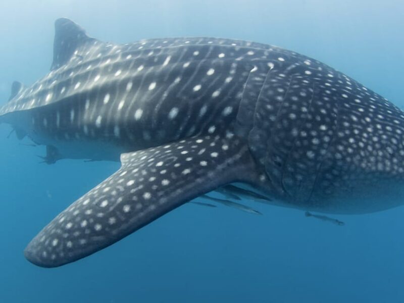 Oslob Whale Shark Watching and Sumilon Sandbar Tour - Tour Overview and Pricing