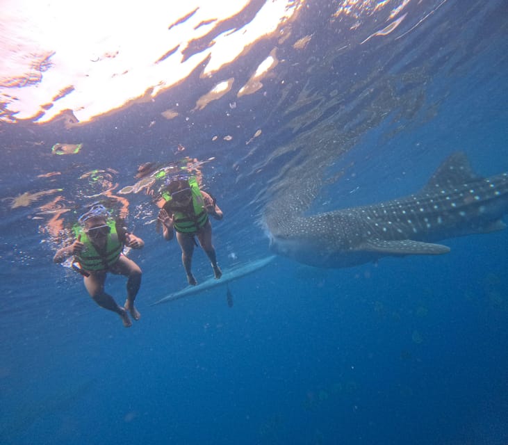 Oslob Whale Shark Watching and Sumilon Sandbar Tour - Highlights and Experiences