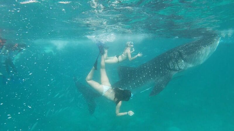 Oslob: Whale Shark Watching and Tumalog Falls Tour - Key Points