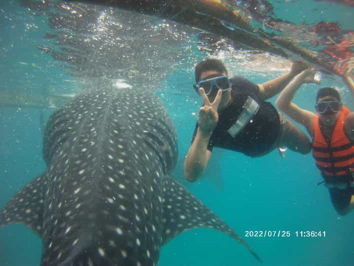 Oslob: Whale Shark Watching and Tumalog Falls Tour - Itinerary and Transportation