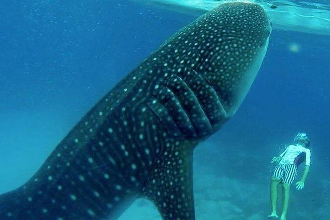 Oslob Whale Shark Watching + Canyoneering Adventure Tour - Included Experiences
