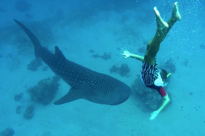 Oslob Whale Shark Watching - Whale Shark Watching Experience