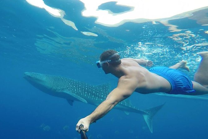 Oslob Whale Shark Watching - Customer Feedback and Highlights