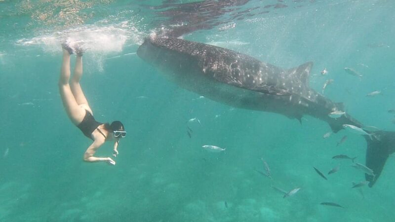 Oslob: Whale Shark Watching Experience - Key Points