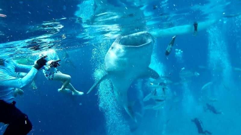 Oslob: Whale Shark Watching Experience - Itinerary and Schedule
