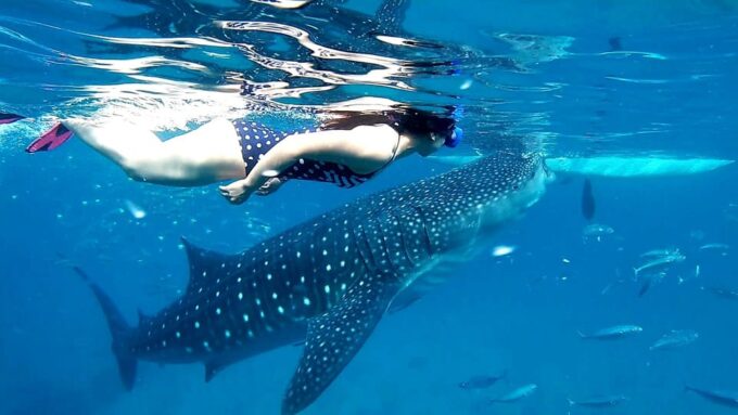 Oslob: Whale Shark Watching Experience - Frequently Asked Questions