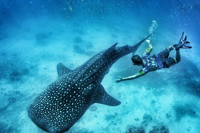 Oslob Whale Shark Watching + Kawasan Falls Day Tour - Key Points