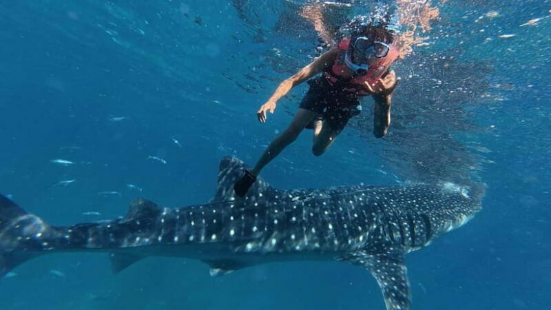Oslob: Whale Shark Watching Private tour - Discovering the Oslob Whale Shark Tour