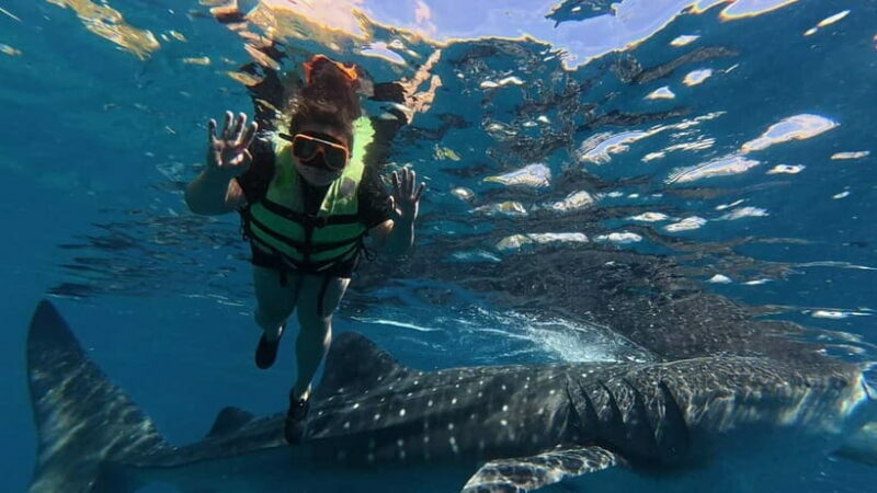 Oslob: Whale Shark Watching Private tour - FAQ
