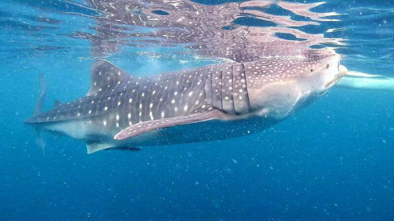 Oslob: Whale Sharks, Inambakan Falls & Moalboal Sardines - A Deep Dive into the Tour Experience