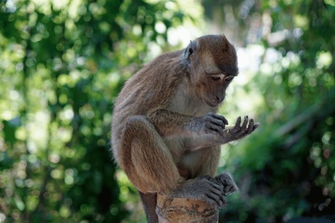 Oslob: Whale Sharks, Tumalog Falls, and Monkeys Private Tour - Monkey Sanctuary Visit
