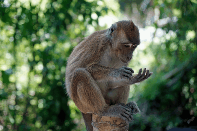 Oslob: Whale Sharks, Tumalog Falls, & Monkey Sanctuary Tour - Tumalog Falls and Local Snacks