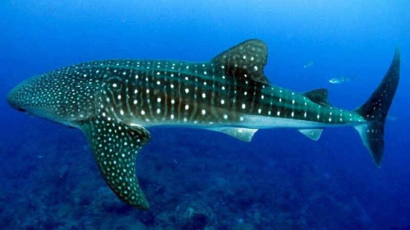 Oslob Whaleshark & Canyoneering Adventure - Included in the Package