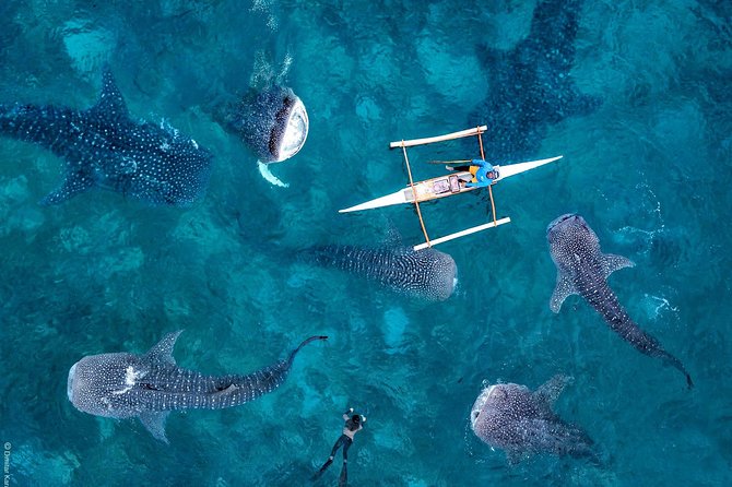 Oslob Whaleshark & Kawasan Falls Tour - Inclusions and Pickup Details