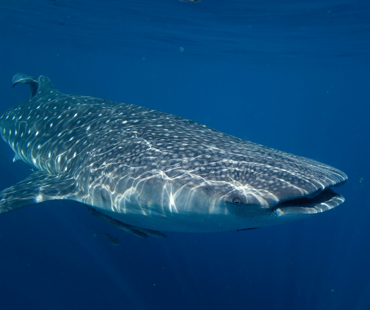 Oslob Whaleshark & Kawasan Falls Tour - Immersive Experience