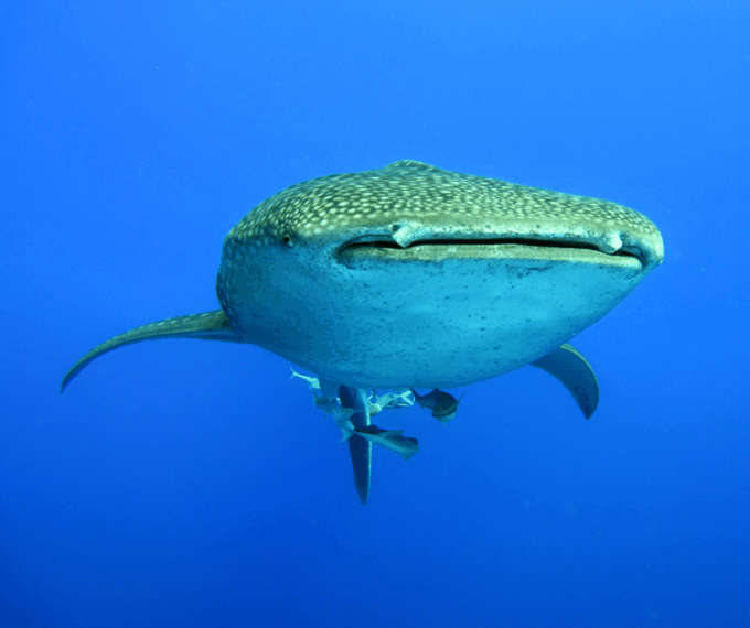 Oslob Whaleshark & Kawasan Falls Tour - Convenient Logistics